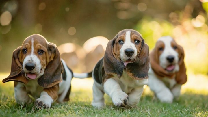 Droopy Dog: 10 Cute Droopy Face Dog Breeds - BSB