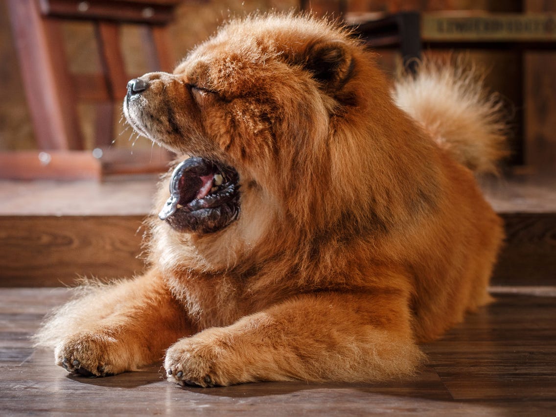 Archie the chow chow  Chow chow, Cute dogs, Dog breeds
