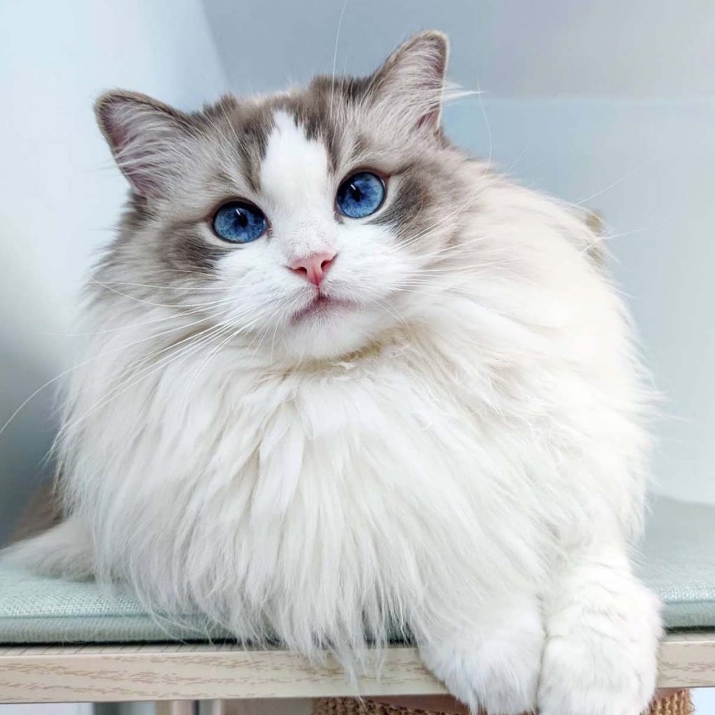 Large Cat Breeds - 5 Cat Breeds You Wish You Owned - BSB