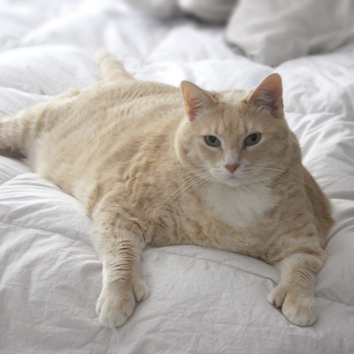 Fat Cat: 5 Adorable Chonky Cats - BSB Must Love Fat Cats