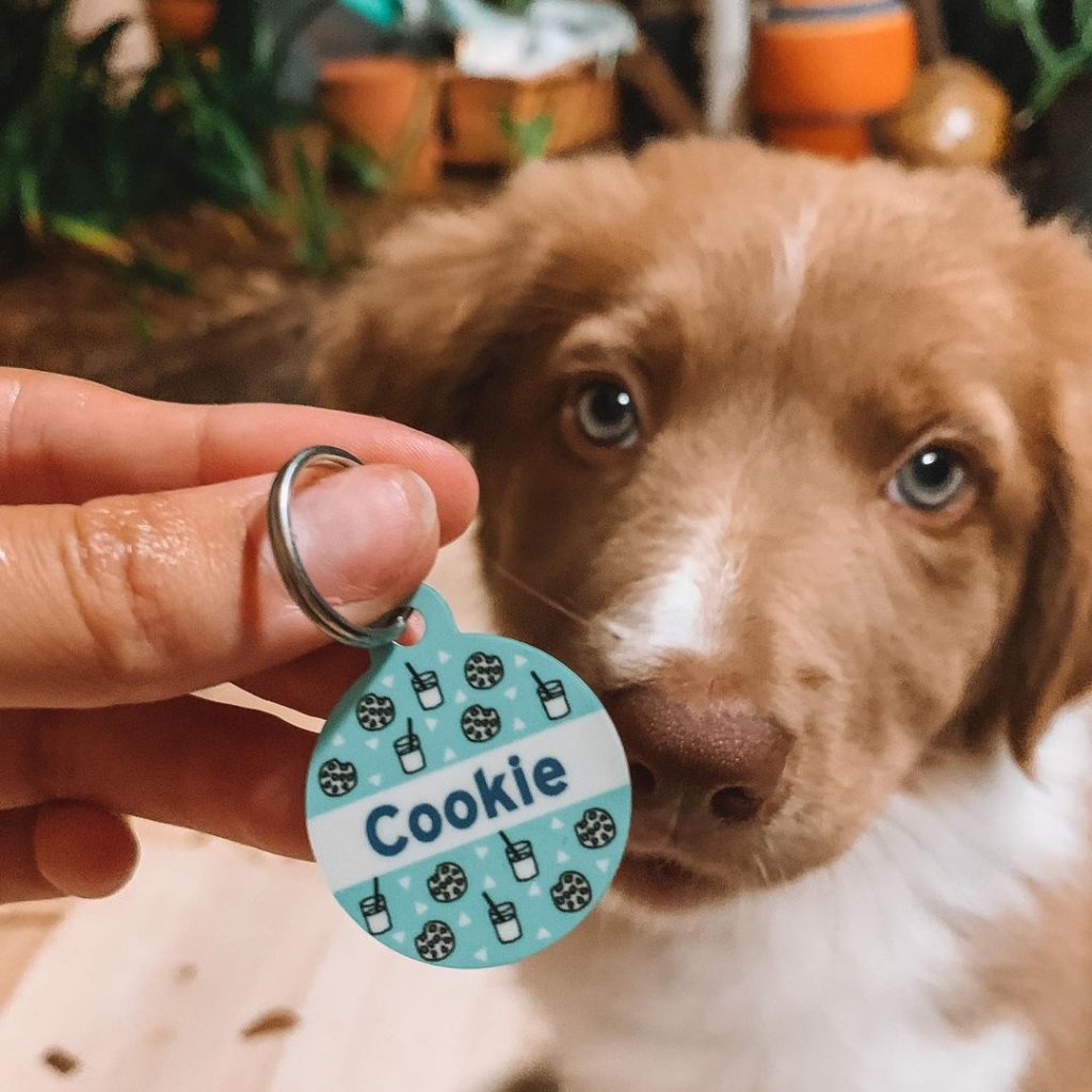 8-cute-dessert-names-for-dogs-to-tickle-your-tastebuds-bsb