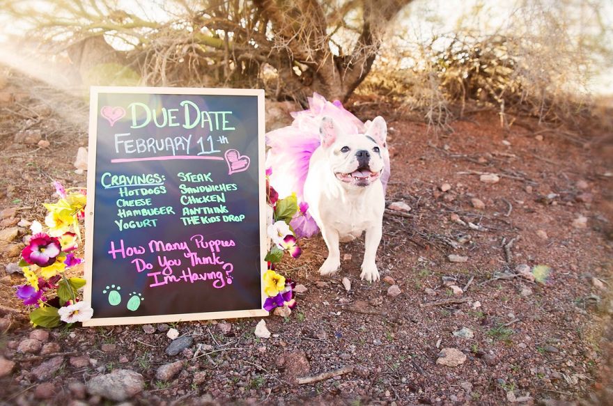 Dog Maternity Photos: Cute Dog Photoshoot Ideas - BSB DIY Dog Photos