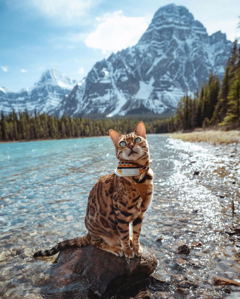 International Cat Day: 8 Famous Cats Of Instagram - BSB