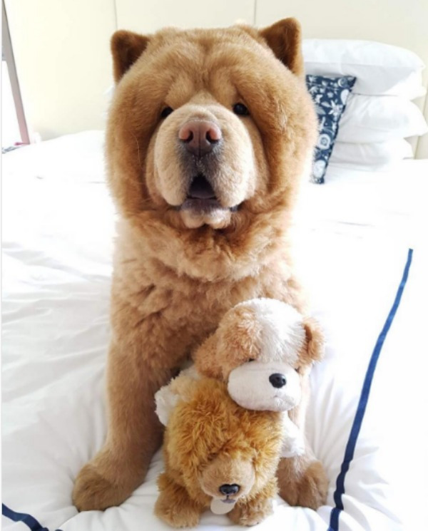 what breed of dog is called a teddy bear