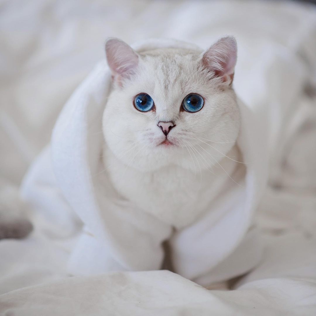 Ottawa's latest Instagram star is a middle-aged white cat that doesn't care  for salad